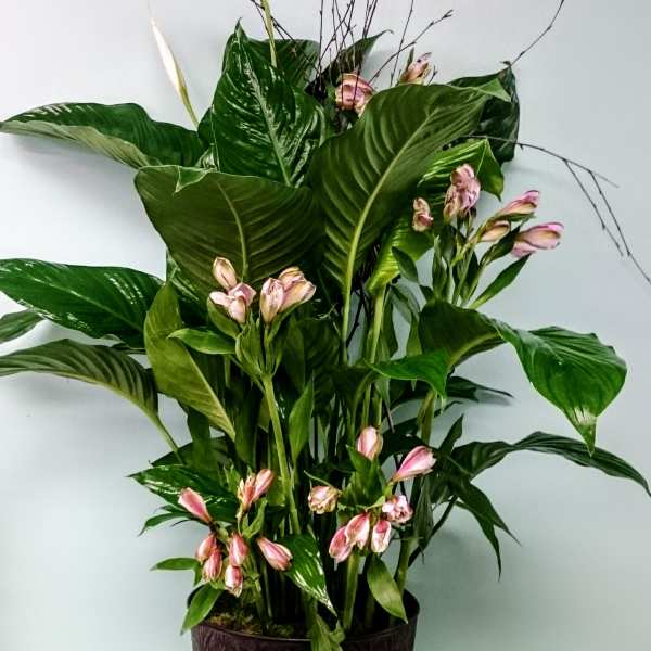 For the Love of Peace