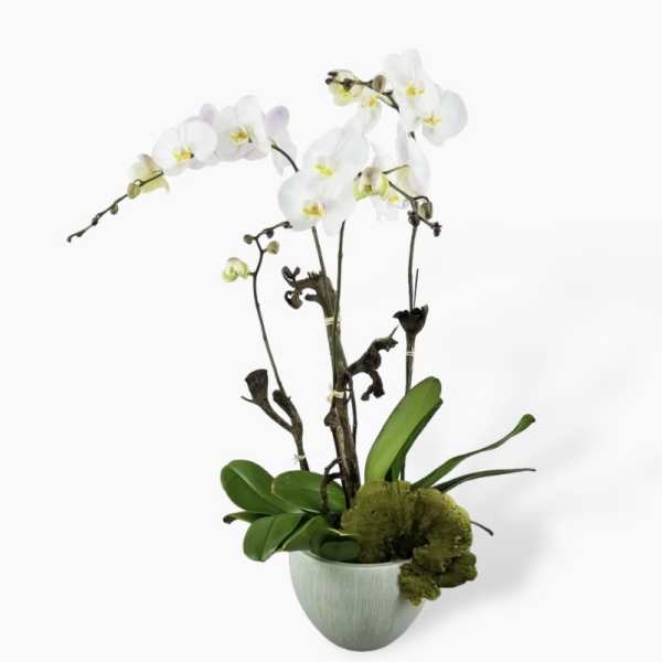 Live Orchids in a Designer Container
