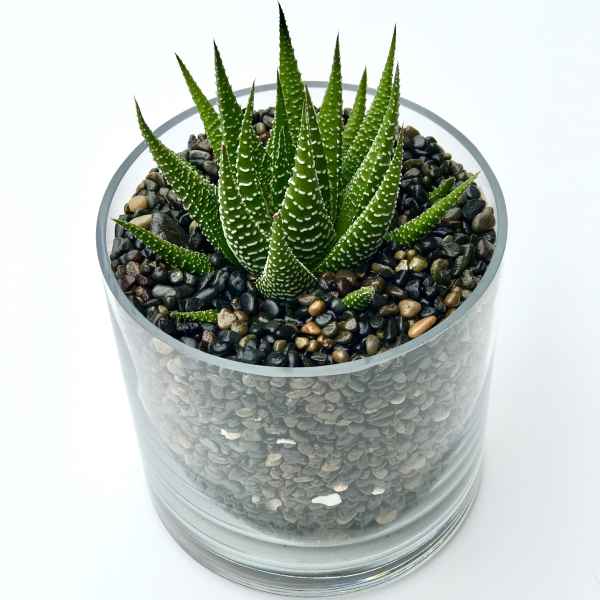 Potted succulent in a clear glass container filled with pebbles