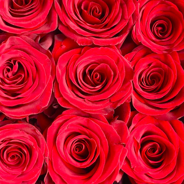 Close-up of tightly packed red roses