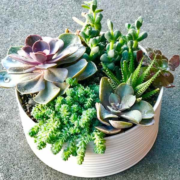 Succulent arrangement in a white ribbed bowl planter