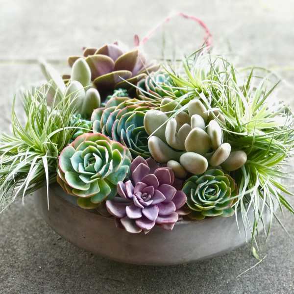 Succulent arrangement in a shallow bowl with air plants