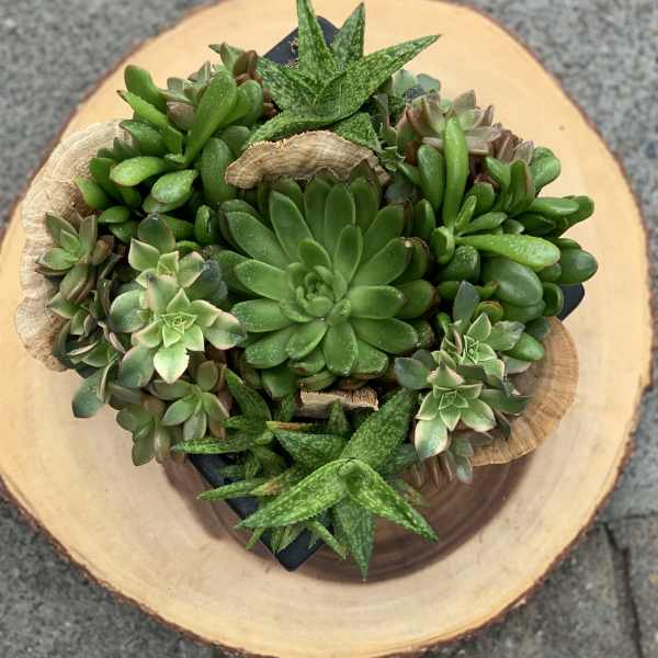 A small succulent arrangement in a dark pot on a wood slice.