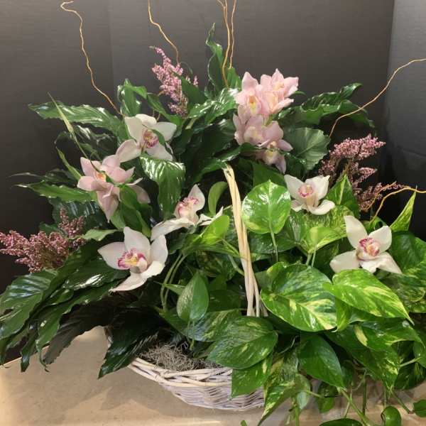 Basket arrangement with pink and white orchids and glossy green foliage