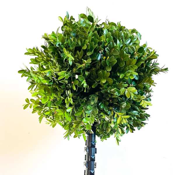 Deluxe Handcrafted Boxwood Topiary Tree (Black)