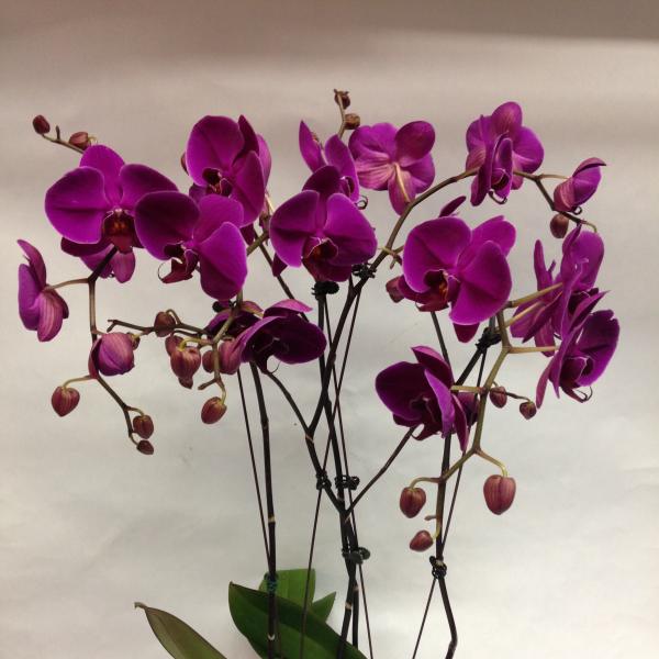 Potted purple orchid plant with multiple blooms in a pink container