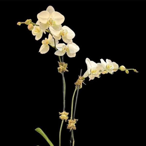 White orchid plant in a square ceramic pot