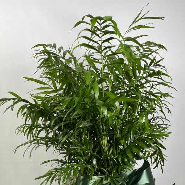 Parlor Palm