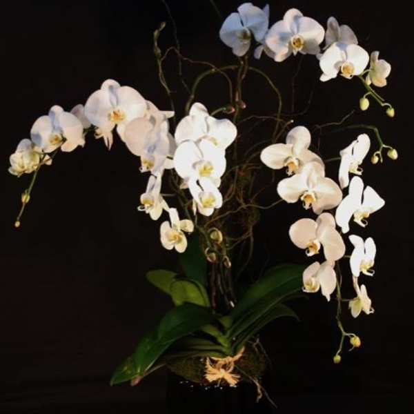 Orchid in Ceramic Pot