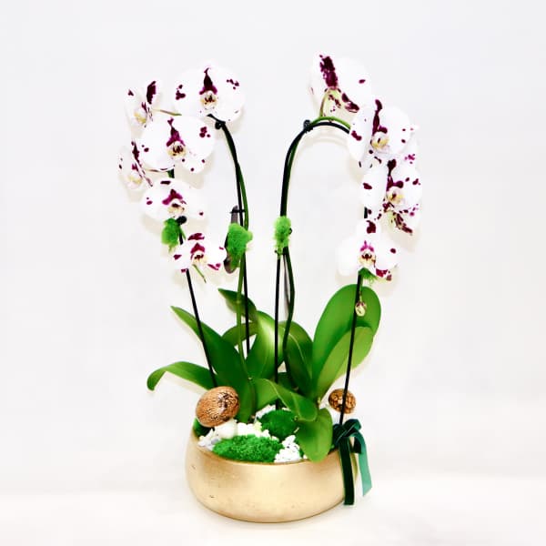 Large Orchid Bowl