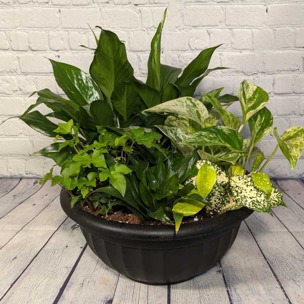 Mixed green houseplants in a black bowl planter