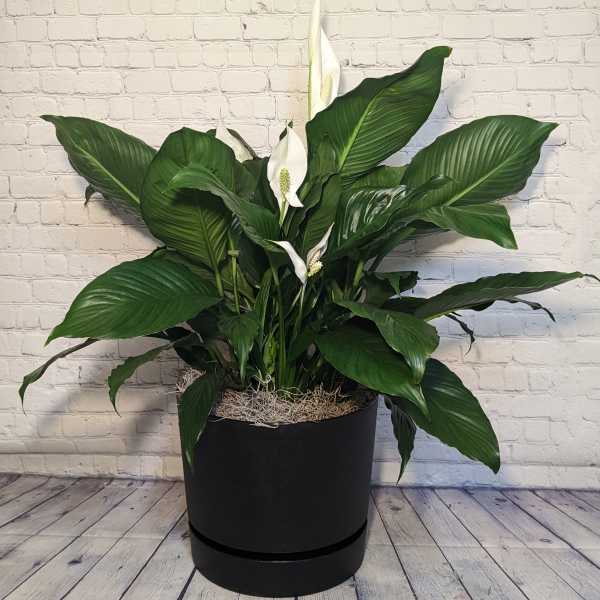 Large peace lily plant with white blooms in a black pot against a white brick wall