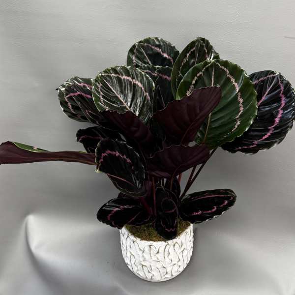 Calathea 6 in