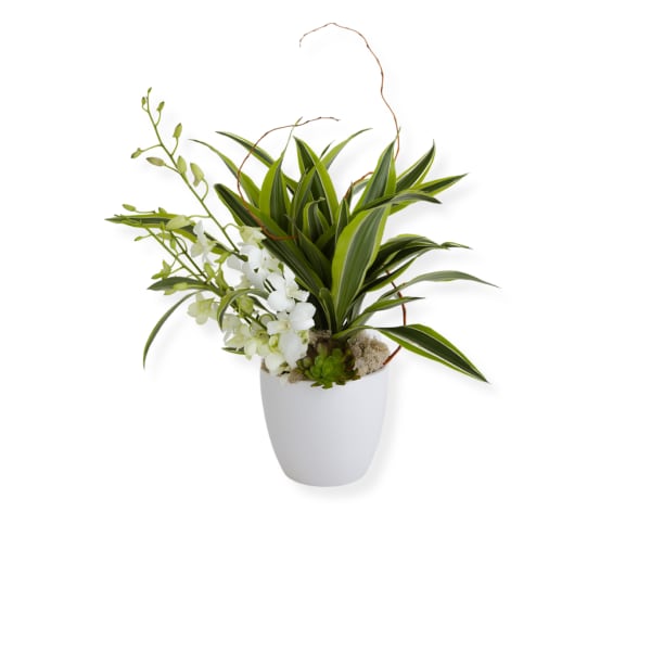 Fresh cut & dracaena