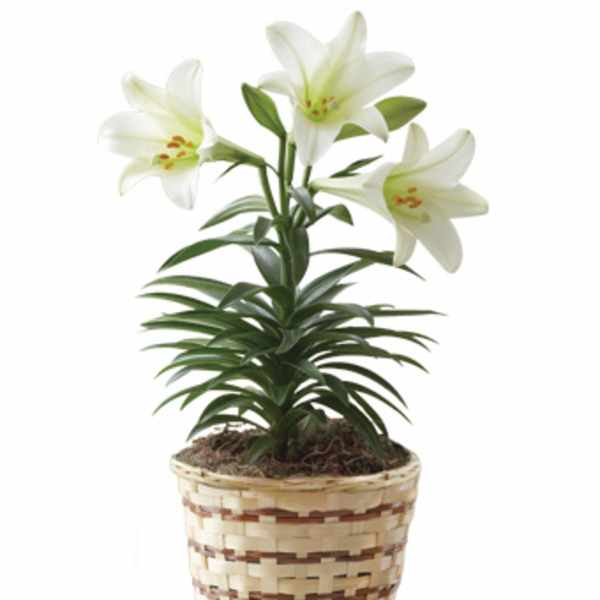 EASTER LILLY PLANT