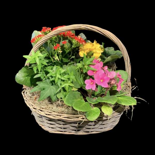 Basket of potted flowering plants with pink, yellow, and red blooms