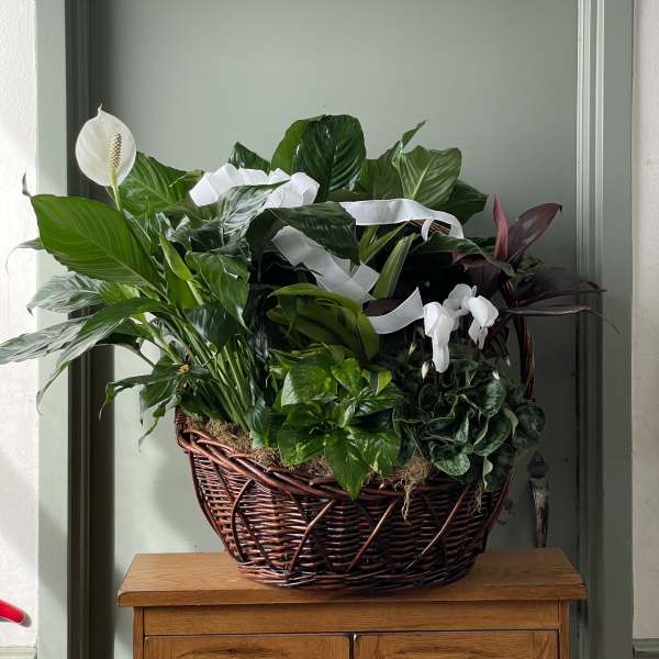Basket of assorted green houseplants with white blooms and ribbon