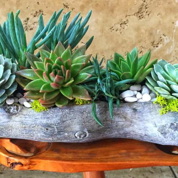 Succulent arrangement in a rustic driftwood planter with white pebbles