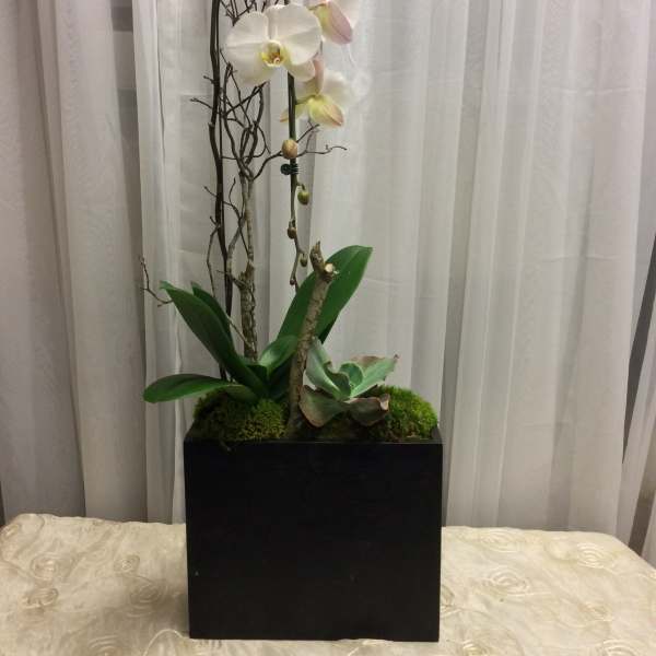 White orchids in a black planter with moss and succulents