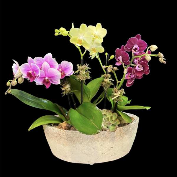 Potted orchids in pink, yellow, and purple blooms