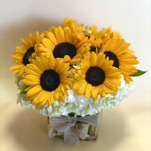Sunflower bouquet in a square glass vase with a ribbon