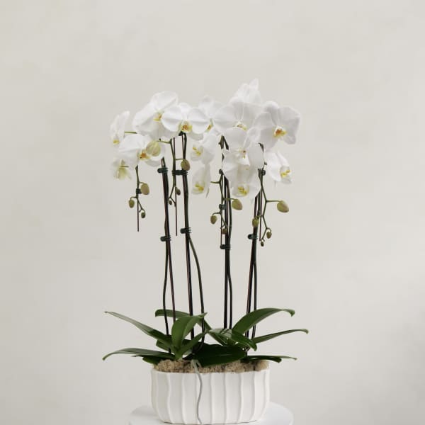 Two Double-Stem White Orchids