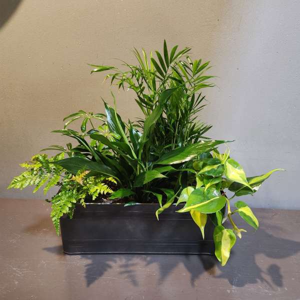 Plants: Peaceful Zen Garden