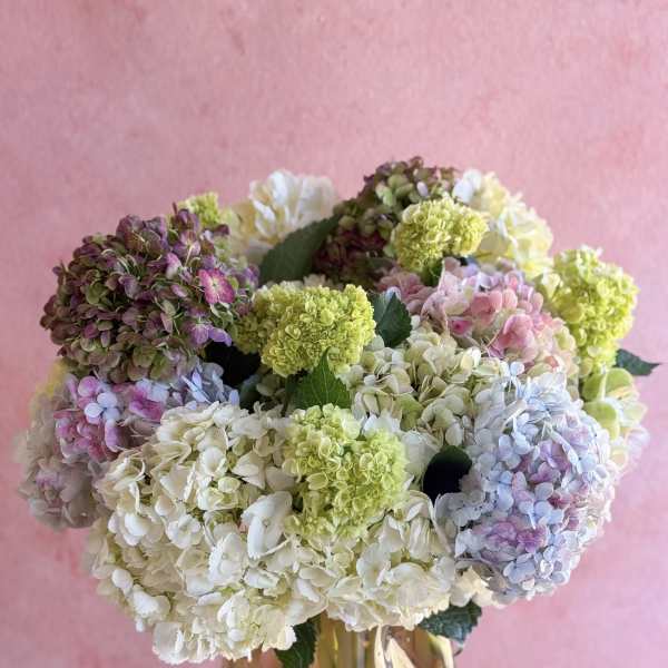 Fluffy Hydrangeas