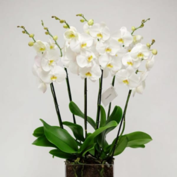 PURE WHITE ORCHID IN SG GLASS