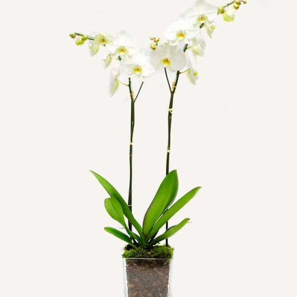 Simple Beautiful ) White Orchid Plant