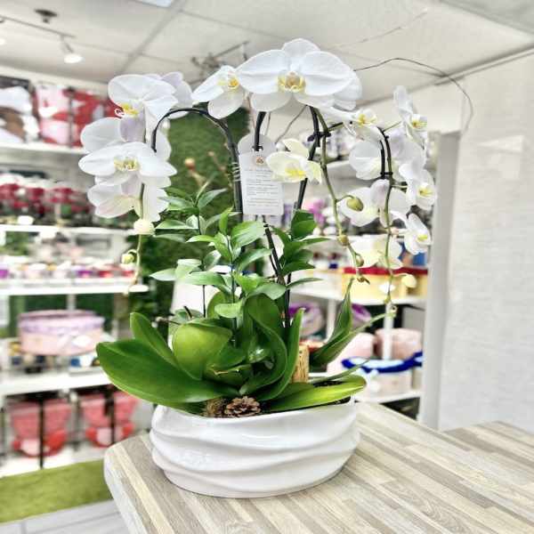 Potted white phalaenopsis orchid plant in a white ceramic container on a countertop