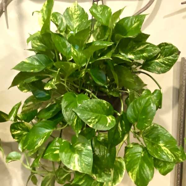 Hanging pothos plant with glossy green and yellow variegated leaves