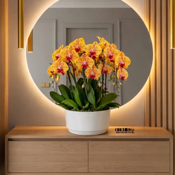 Peach Phalaenopsis Orchid – Modern Chic Style