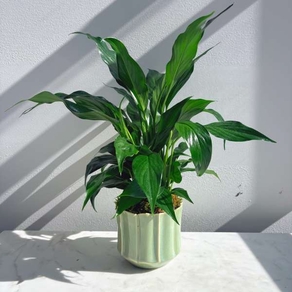 Spathyphyllum Plant