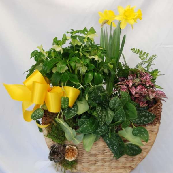 Daffodil Basket
