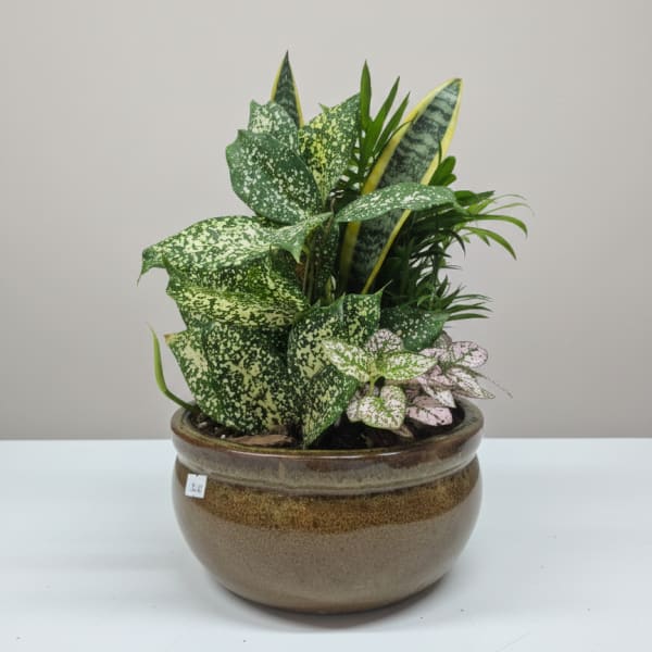 Assorted Dish Gardens