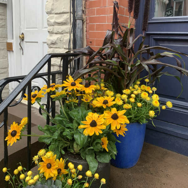 Potted yellow daisy-like flowers beside a doorway