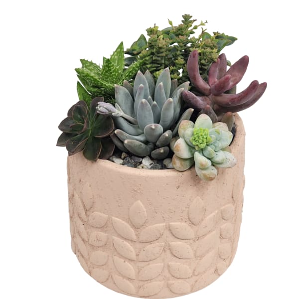 Potted succulent arrangement in a textured pink ceramic planter