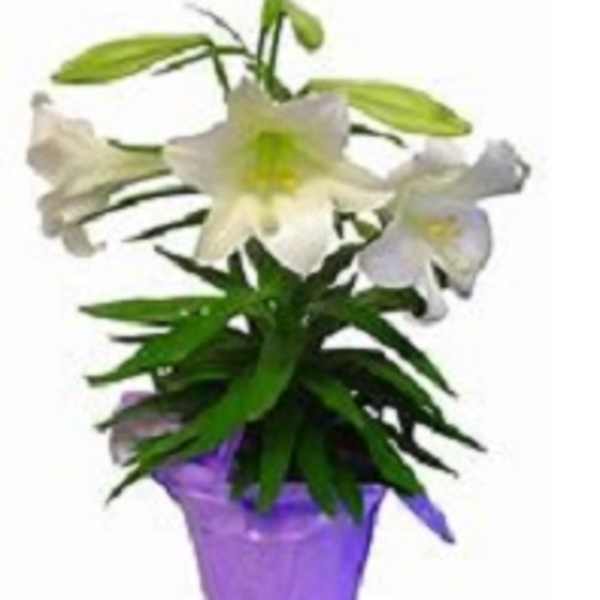White lilies in a purple pot with green foliage