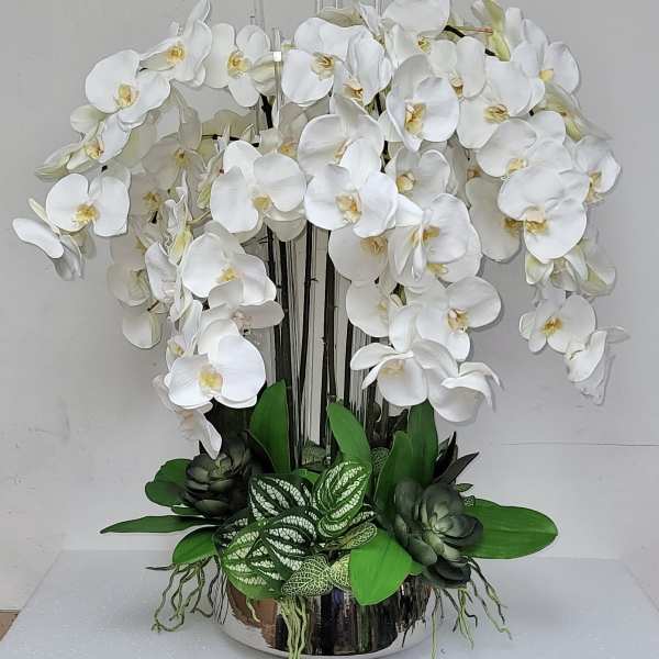 White Orchid Jungle