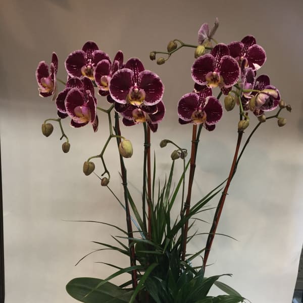 Potted purple orchids with dark green foliage in a white container