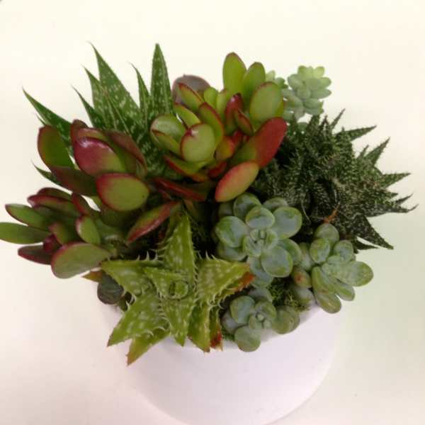 Succulent Garden