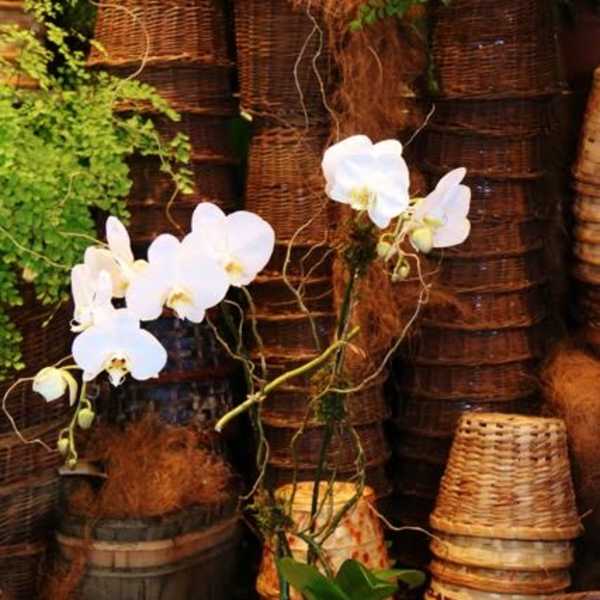 White orchids arranged in a square glass vase