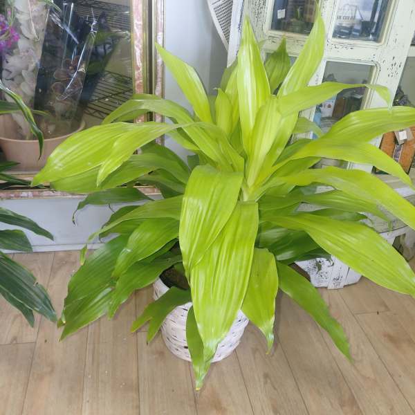 Standard Janet Craig Plant