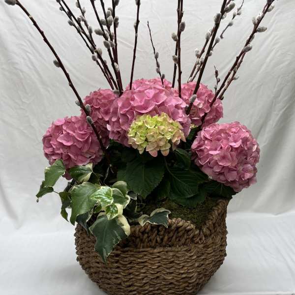 Large Pink Hydrangea Planter