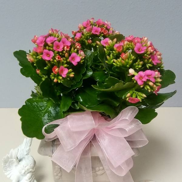 Kalanchoe in an Urn