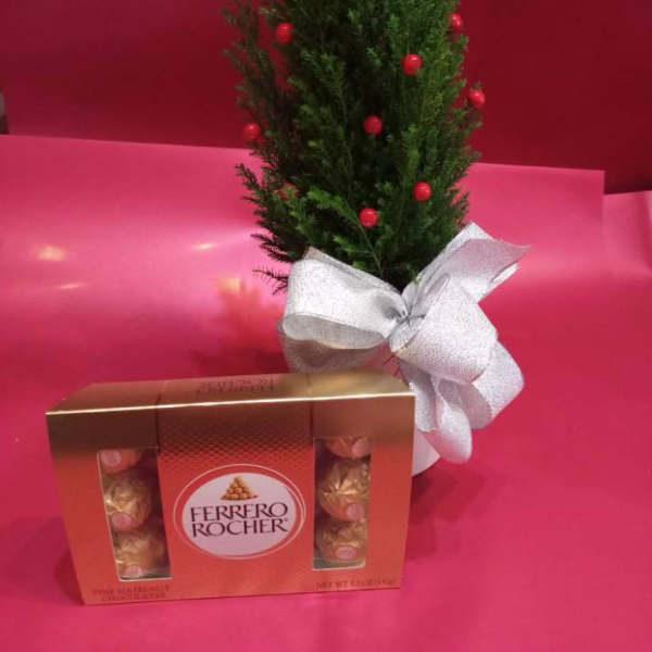 Mini Christmas cyprees gift