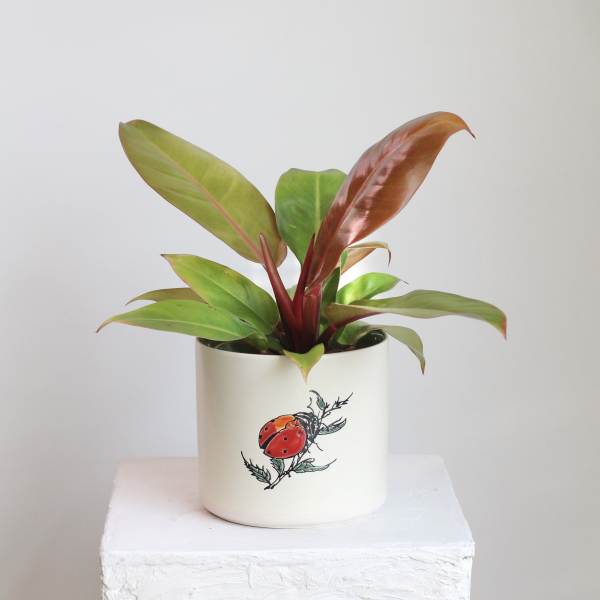 Philodendron Prince of Orange