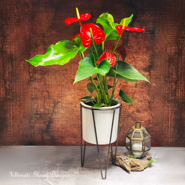Potted anthurium with red blooms in a white metal stand
