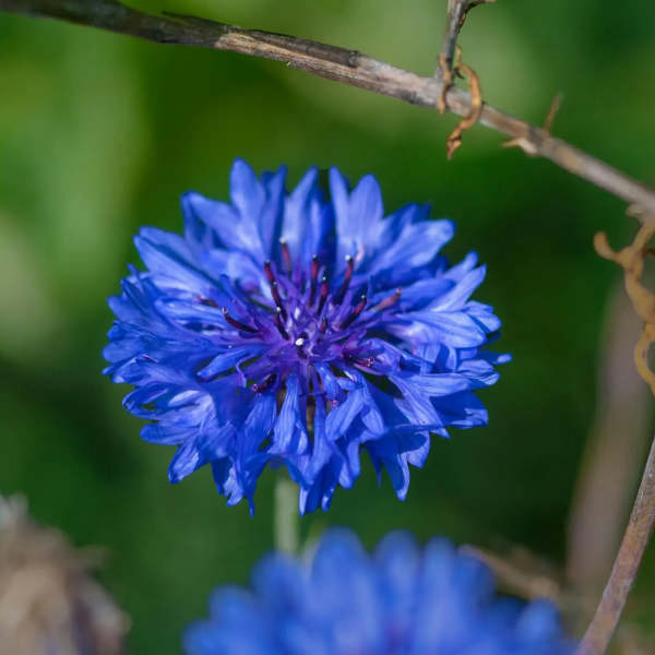 Bachelor Button Classic Blue